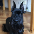 Mittel