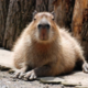 ������ ������������ CapybaraMood