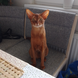 ThomasAbyCat