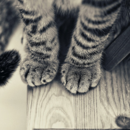 lapacat