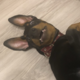 ������ ������������ CrekiT