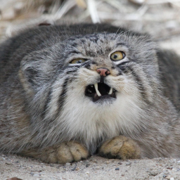 Manul123Rus