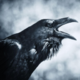 ������ ������������ Raven.man