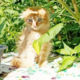 Аватар пользователя Mygardencat