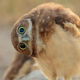 BazzHorn