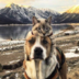 AmberDog
