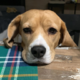 ������ ������������ beagles.life