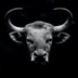Black.Bull