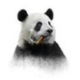   pandaparapapanda