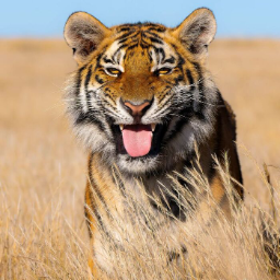 SpaceTiger