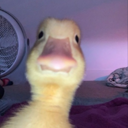 Pikabu profile picture for @MemeGod