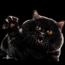 KateTheCat