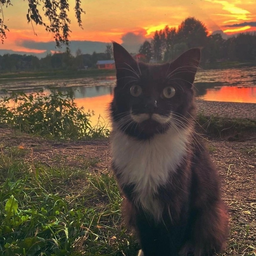 dina.morozova