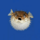 ������ ������������ Pufferfish
