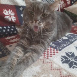DashMal