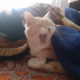 ������ ������������ Chevik22