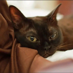 Dreaming.Cat