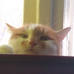 Semka.Semka