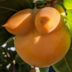 HarmfulPersimmon