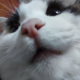 ������ ������������ BasicCat