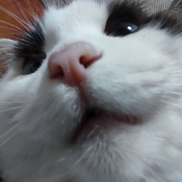 BasicCat