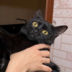 VikaDCat