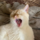 ������ ������������ AngelV1Z