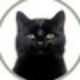   BlackTomCat