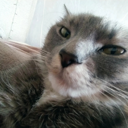 DrunkDeadCat