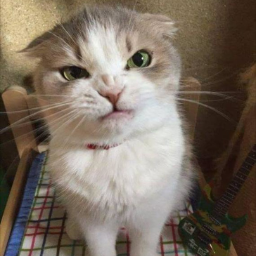 Felis96
