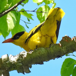 Фото иволги. Черноголовая Иволга. Китайская черноголовая Иволга. Oriolus chinensis. Астраханский заповедник птица Иволга.