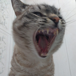 Vatruxxxa