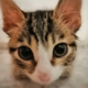 ������ ������������ NickLapt