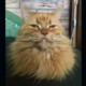 ������ ������������ Loki26