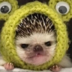 ruhedgehog