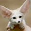 AstroFennec