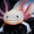 limanina