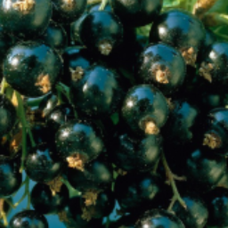 WhiteCurrant