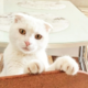 ����� ����� ������ ���� �����������