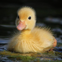 lady.duck