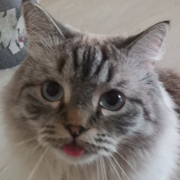 nik01