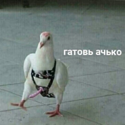 dshyev