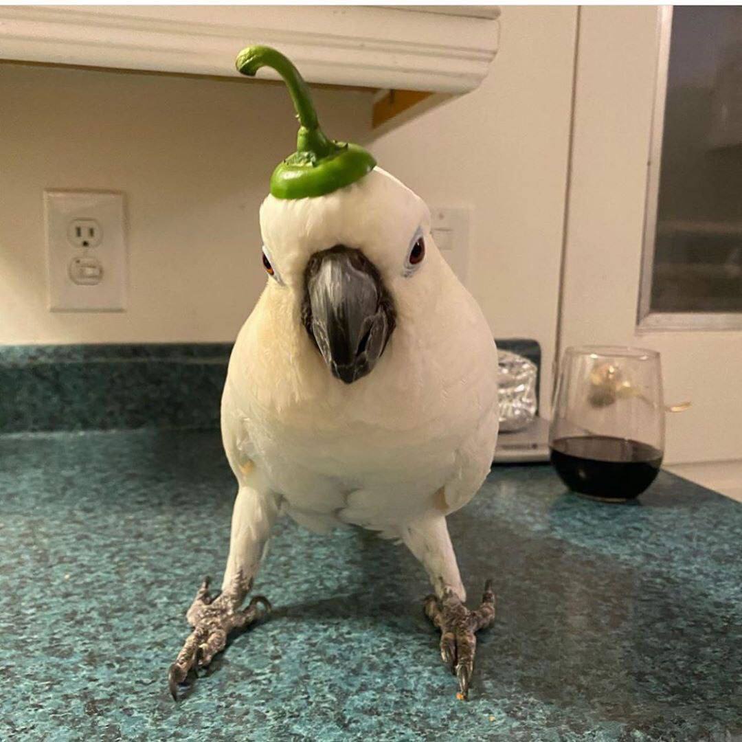 1 с обоими друзьями 2 веселое какаду. танцующий попугай какаду. попугай какаду домашний. какаду найджел. 1 с обоими друзьями 2 веселое какаду.