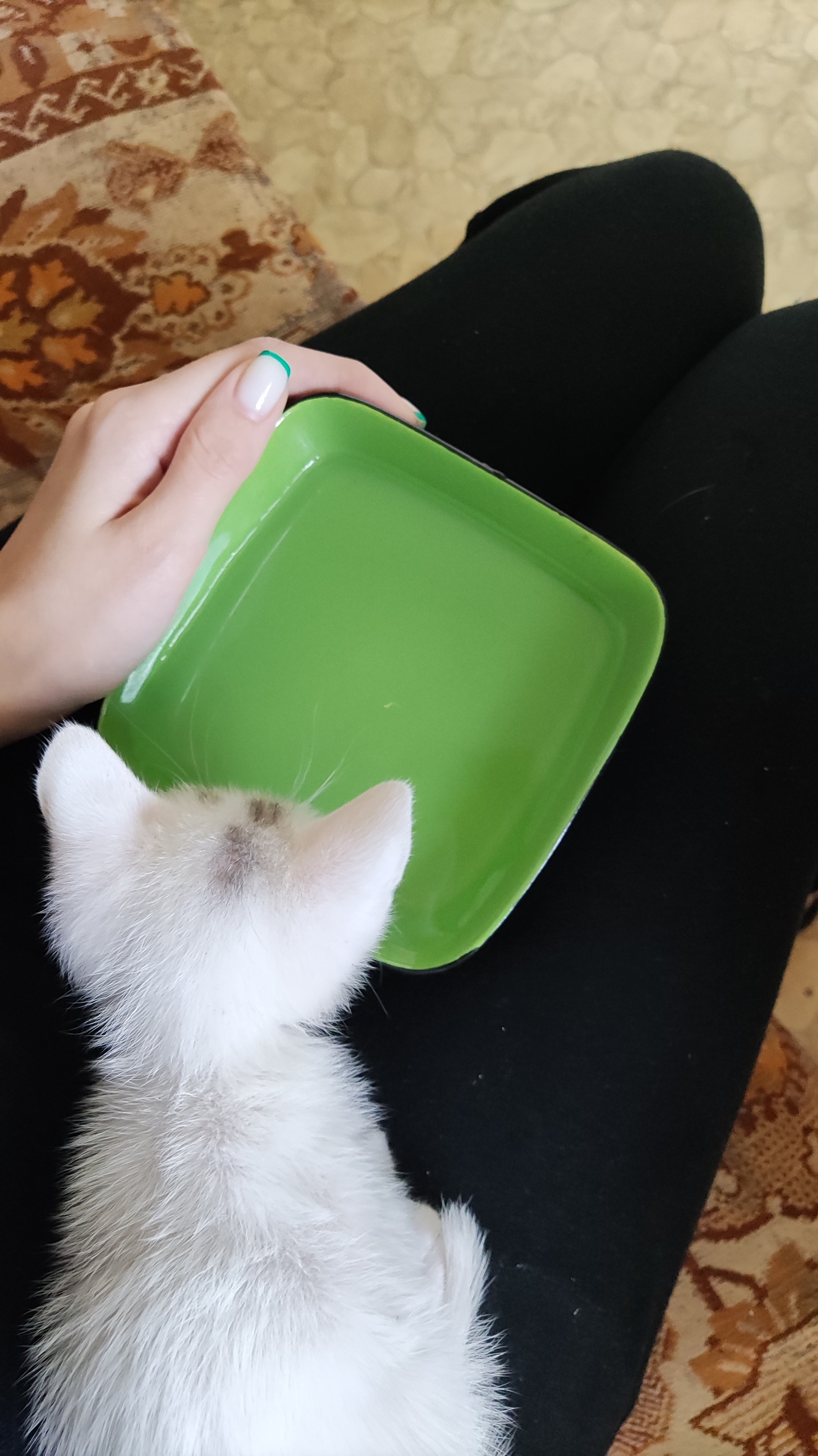 Как научить котёнка пить воду? | Пикабу