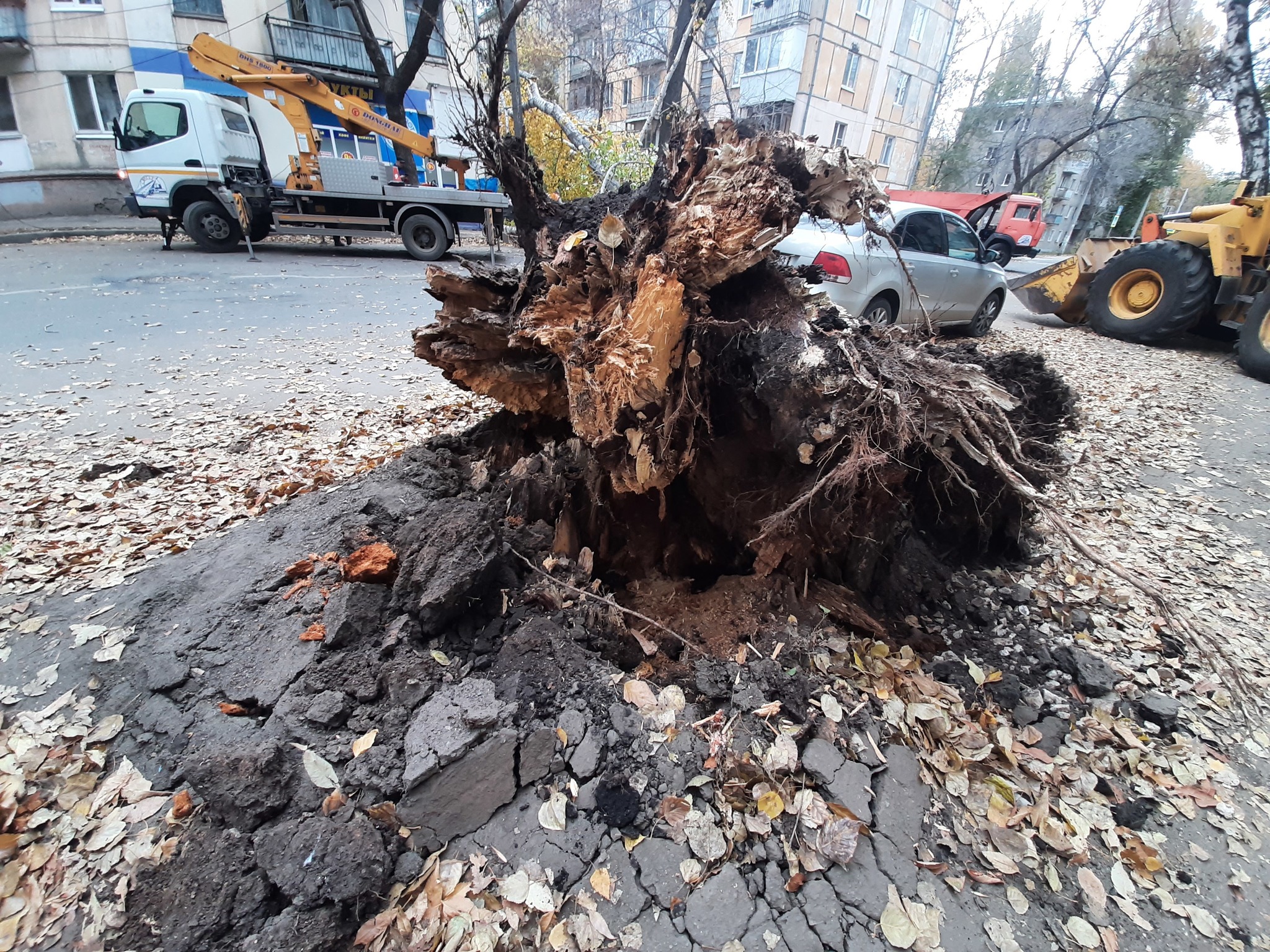 Упало дерево на машину | Пикабу