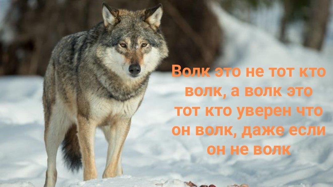 Вся правда! почему волки не выступают в цирке - luchistii-sudak.ru