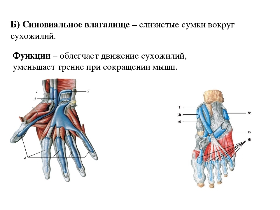 Теносиновит разгибателей пальцев. Синовиальные влагалища лучезапястного сустава. Схема синовиального влагалища сухожилия мышцы анатомия. Синовиальные влагалища для сухожилий мышц сгибателей. Синовиальные влагалища стопы.