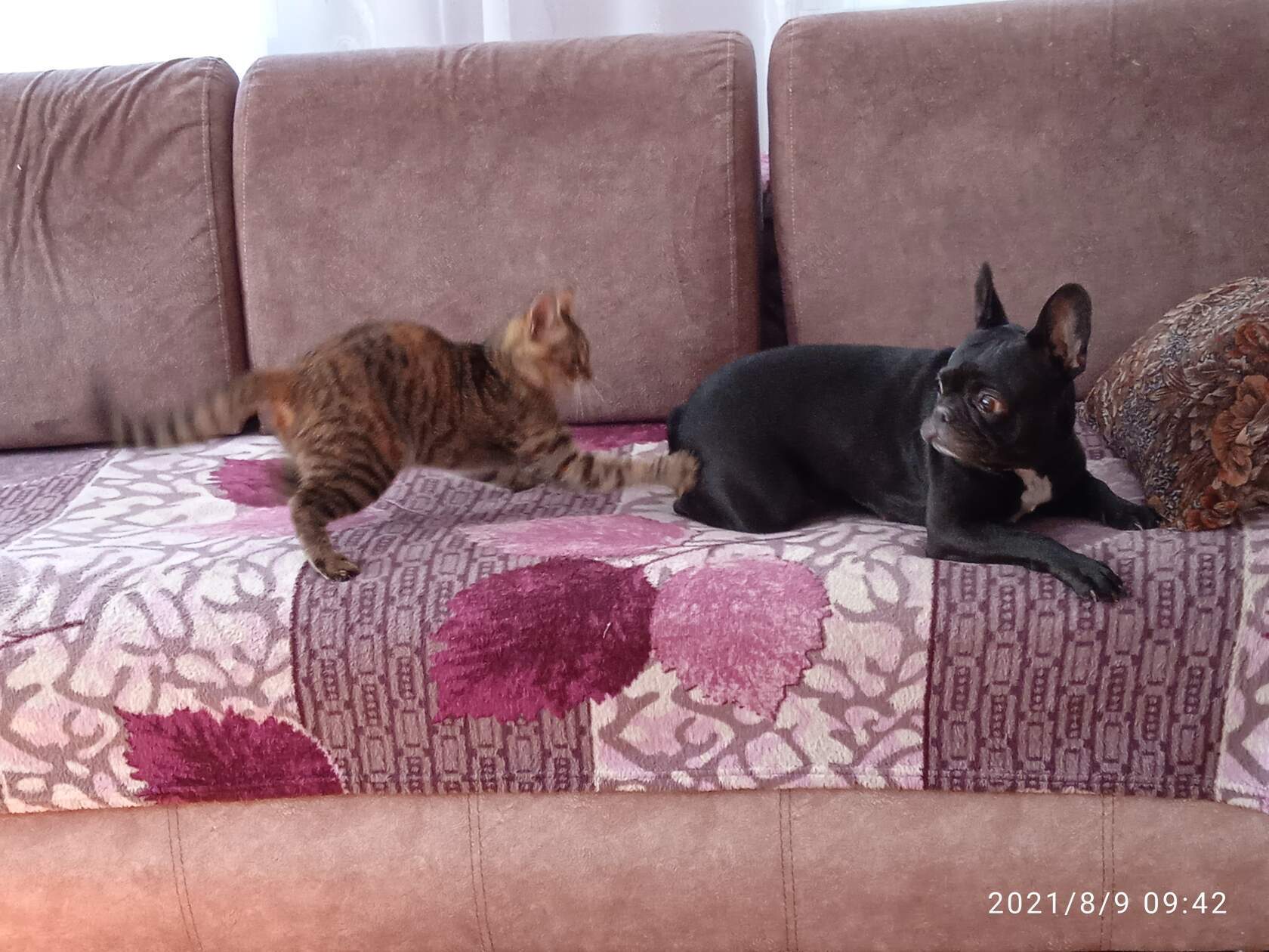 Дружеское приветствие | Пикабу