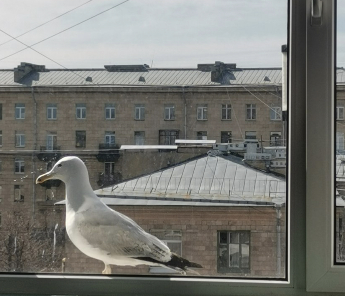 Снял пение соловья, как и просили | Пикабу