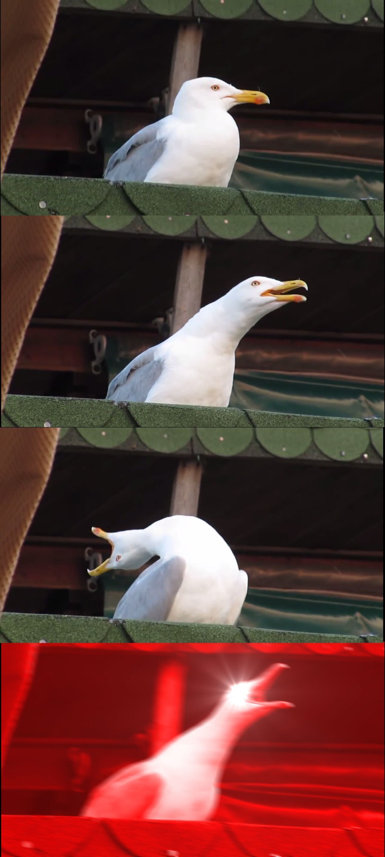 Мем с чайкой